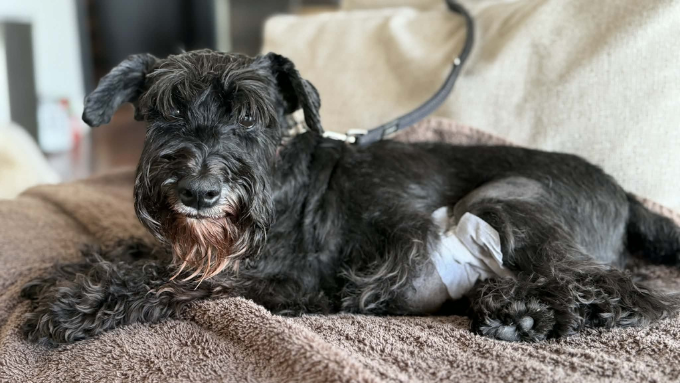 It’s raining cans and dogs: Schnauzer Rescue Queensland turn recycling into rescue | Containers for Change Queensland